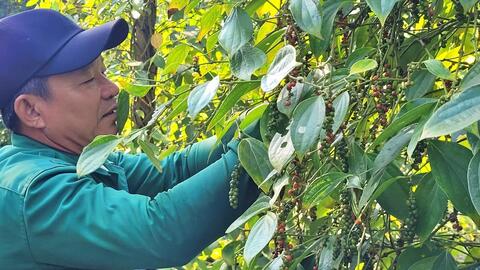 Giá hồ tiêu xu hướng tăng, thận trọng quy hoạch vùng trồng