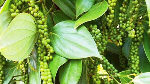 Giá hồ tiêu lập kỷ lục mới
