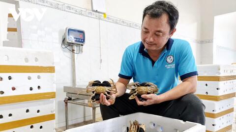 Cà Mau bác thông tin xuất khẩu cua gián đoạn do gặp khó vận chuyển
