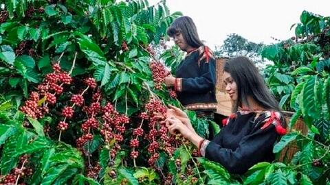 Vì sao xuất khẩu cà phê giảm mạnh?
