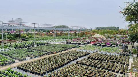 Hoa Tết đắt hàng, nông dân Tích Giang phấn khởi