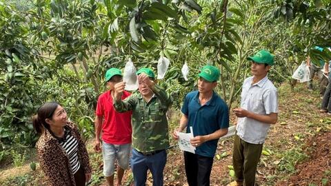 Nông dân Yên Châu nâng tầm trái xoài xuất khẩu