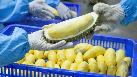 Không có con đường tắt cho xuất khẩu rau quả