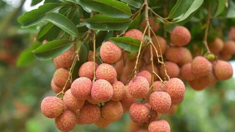 Việt Nam giữ vị trí thứ hai về sản lượng trái vải toàn cầu