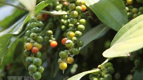 Bản tin nông sản hôm nay (13-6): Giá hồ tiêu đi ngang
