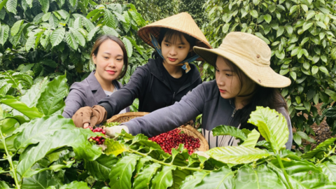 Giá cà phê hôm nay 14/6/2025, thị trường tăng giảm đan xen