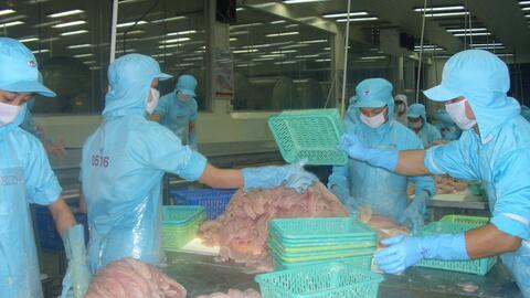 Ngành cá tra Việt Nam chủ động ứng phó với những biến động thị trường