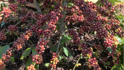 Giá cà phê Robusta giảm 0,1% về mức 3.887 USD/tấn