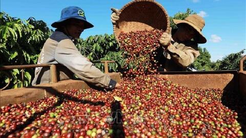 Bản tin nông sản hôm nay (21-6): Giá cà phê giảm sát 100.000 đồng/kg