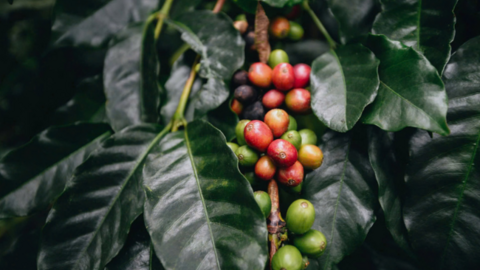 Giá cà phê Arabica giảm về mức 6.945 USD/tấn, thấp nhất trong vòng hơn 5 tháng