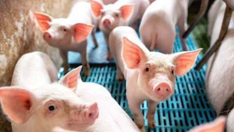 Giá heo hơi hôm nay 22/6/2025: Dao động từ 68.000 - 73.000 đồng/kg