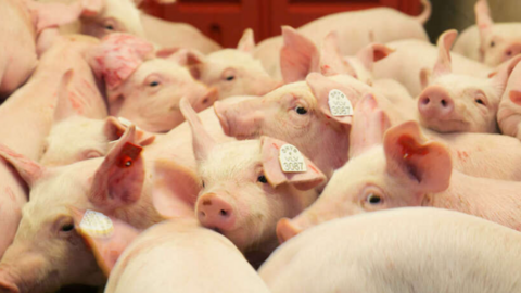Giá heo hơi hôm nay 23/6/2025: Cao nhất 73.000 đồng/kg