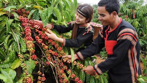 Bản tin nông sản hôm nay (23-6): Cà phê mất mốc 100.000 đồng/kg, giá tiêu giảm mạnh