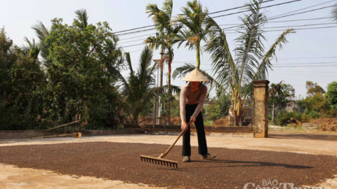 Giá tiêu hôm nay 25/6/2025: trong nước  duy trì bình ổn
