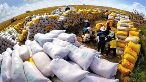 Xuất khẩu gạo năm  2025 dự kiến chỉ thu về 5,5 tỷ USD