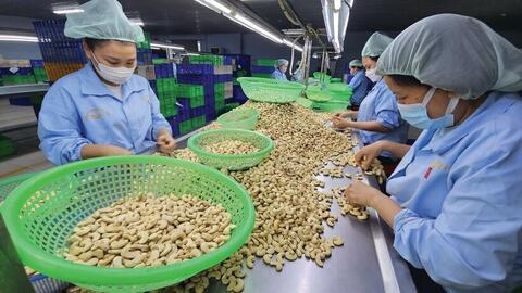 Xuất khẩu điều năm 2025 đích đến 4,5 tỷ USD
