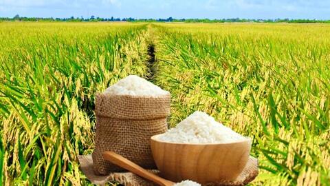 Giá lúa gạo hôm nay ngày 14/9 và tuần qua biến động mạnh