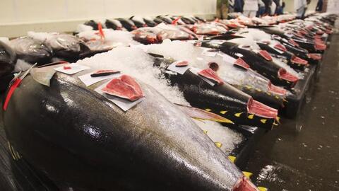Xuất khẩu cá ngừ Việt Nam tăng 108% so với cùng kỳ 2021