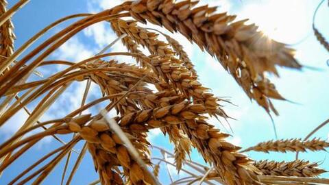 Giá hàng hóa sắp có tuần tăng mạnh nhất trong 60 năm