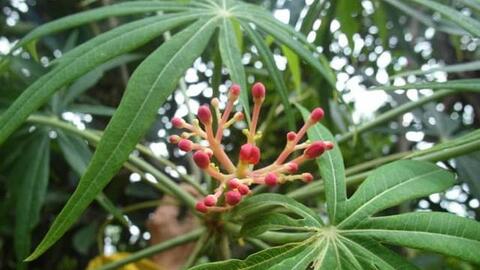 Quản lý cấp cao từ bỏ công việc thu nhập 2 tỷ đồng/năm để làm giàu từ loại dược liệu ít ai biết, cách tận dụng phế phẩm càng khiến người người kinh ngạc hơn nữa