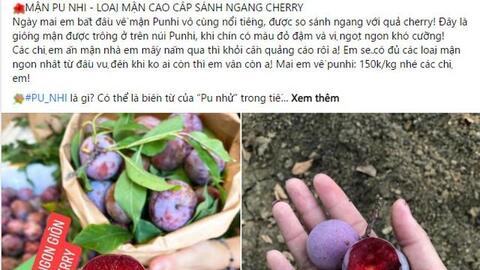 Đắt ngang nho Mỹ, ngọt như Cherry, loại mận trồng trên núi cao Việt Nam 'siêu' hút khách