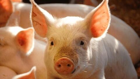 Giá heo hơi tại Thái Bình chạm mốc 75.000 đồng/kg