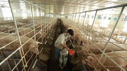 Giá lợn hơi liên tiếp giảm