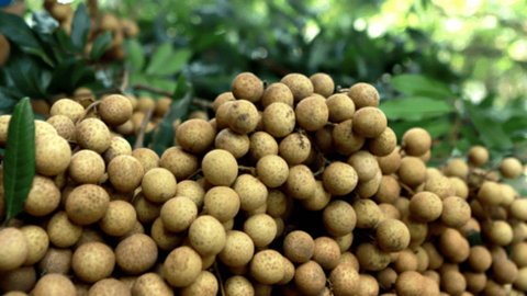 Nhãn Hòa Bình xuất sang châu Âu