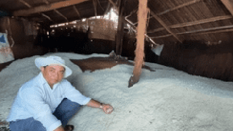 Giá muối thương phẩm tăng kỷ lục, diêm dân Bến Tre phấn khởi