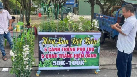 Lan đột biến rớt khốc liệt từ tiền tỉ xuống vài chục ngàn vẫn không ai mua
