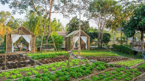 Xuất hiện mô hình đầu tư BĐS nông trại, bỏ ra vài tỉ đồng sở hữu hàng ngàn m2 đất, cho thuê lại hàng chục triệu đồng mỗi tháng?