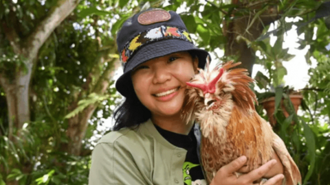 Người Singapore: Hàng xóm của chúng tôi là… gà hoang