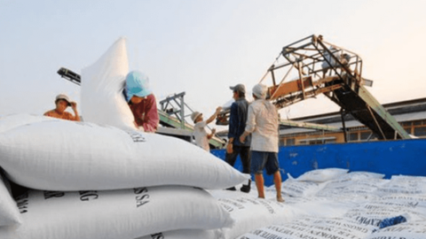 Là 'cường quốc' xuất khẩu gạo, vì sao Việt Nam phải nhập gần 1 triệu tấn gạo?