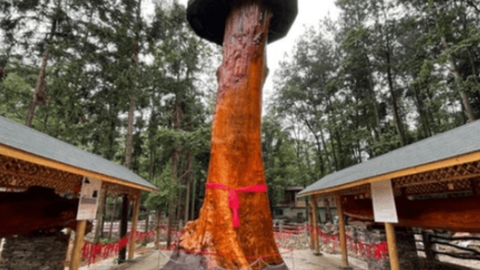 Vì sao cây gỗ Kim Tơ Nam Mộc bán giá gần 9.000 tỷ nhưng không ai dám trồng?