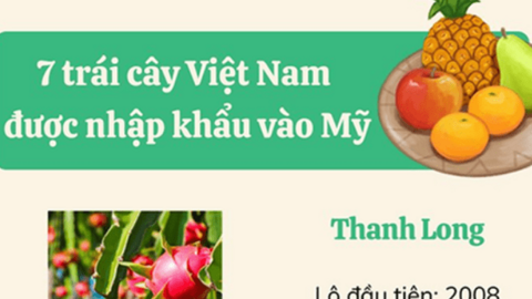 7 loại trái cây Việt xuất khẩu sang Mỹ là những loại nào?