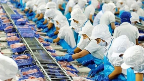 Vĩnh Hoàn (VHC) đứt mạch tăng trưởng liên tục, doanh thu tháng 11 xuống gần thấp nhất năm