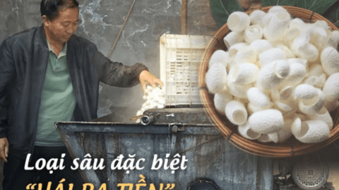 Một thị trấn ở Trung Quốc dùng loại "sâu đặc biệt" để hái ra tiền