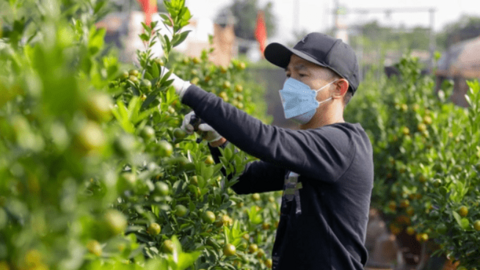 Khách săn mua quất bonsai dáng độc, giá tiền triệu chơi Tết