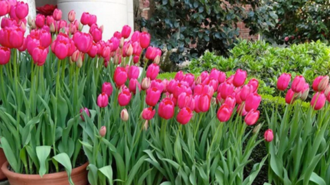 Mua cây chơi Tết Quý Mão nên tránh những loại này kẻo phá tài tán lộc, rước vận xui vào nhà