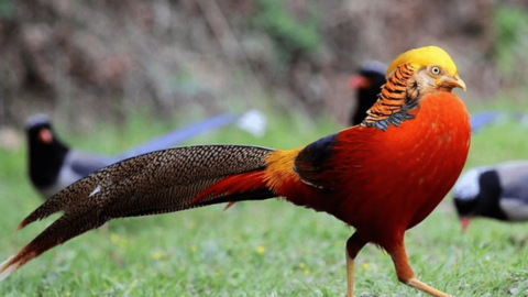 Thực phẩm tiến vua được lùng làm quà Tết: Gà Hồ, cá Anh Vũ, sá sùng,...