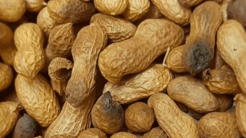 Lạc có dấu hiệu này thì dứt khoát đừng ăn vì có thể độc gấp 68 lần thạch tín, gây ung thư gan