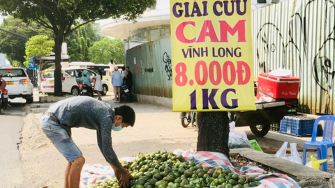 TP HCM: Cam sành rẻ chưa từng có, nhiều điểm bán hàng treo bảng giải cứu