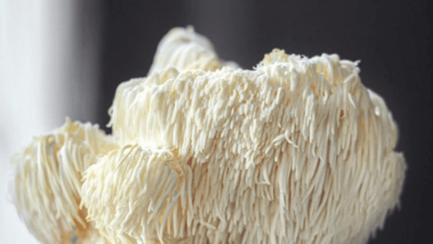 Công dụng của món ăn có hình thù lạ: Không chỉ kiểm soát đường huyết mà còn ức chế tế bào ung thư