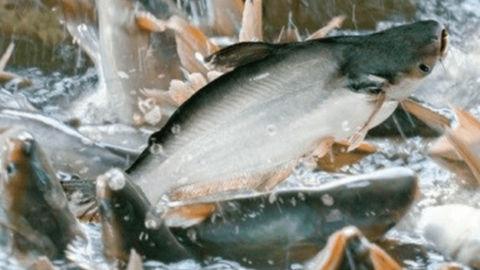 Giá cá tra hạ nhiệt, VCBS dự báo lợi nhuận Vĩnh Hoàn và Nam Việt tăng trưởng âm trong năm 2023