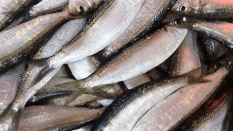 Đi chợ thấy những loại cá này nên mua ngay bởi cá ngọt thịt, ít xương lại giàu dinh dưỡng