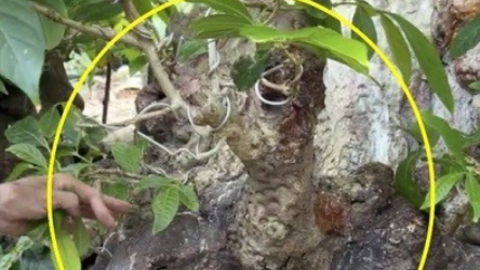 Cây cảnh "cây thần đèn" giá gần 70 tỷ đồng, chủ cây làm một chi tiết "lạ" để cây thêm phần đắt giá