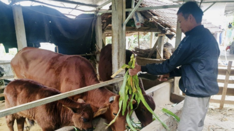 Hà Nội tiếp tục dành các nguồn lực để xóa đói giảm nghèo bền vững