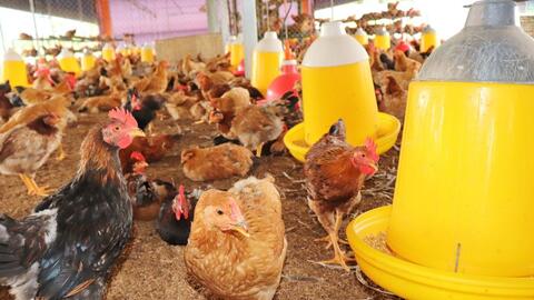 Lập chuyên án đấu tranh với đối tượng nhập lậu gia cầm qua biên giới