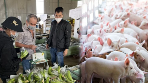 Xuất khẩu chuối suy giảm, lợi nhuận Hoàng Anh Gia Lai xuống thấp nhất 10 tháng