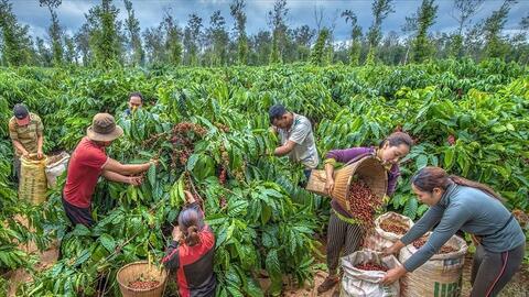 Ngược xu hướng thế giới, giá cà phê Việt Nam dự báo tăng